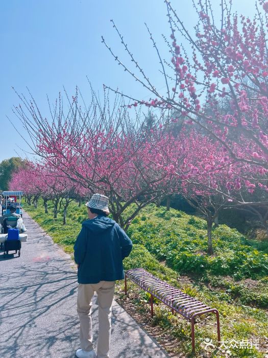 上海海湾国家森林公园图片