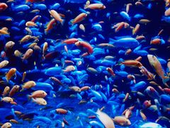 -成都浩海立方海洋公园