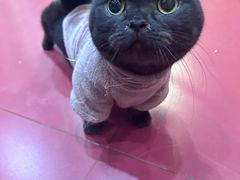 -和它·交个朋友·狗咖猫咖(爱琴海店)