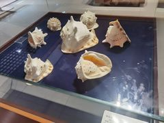 -青岛贝壳博物馆