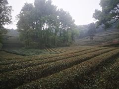 -东航云逸酒店(九溪烟树店)