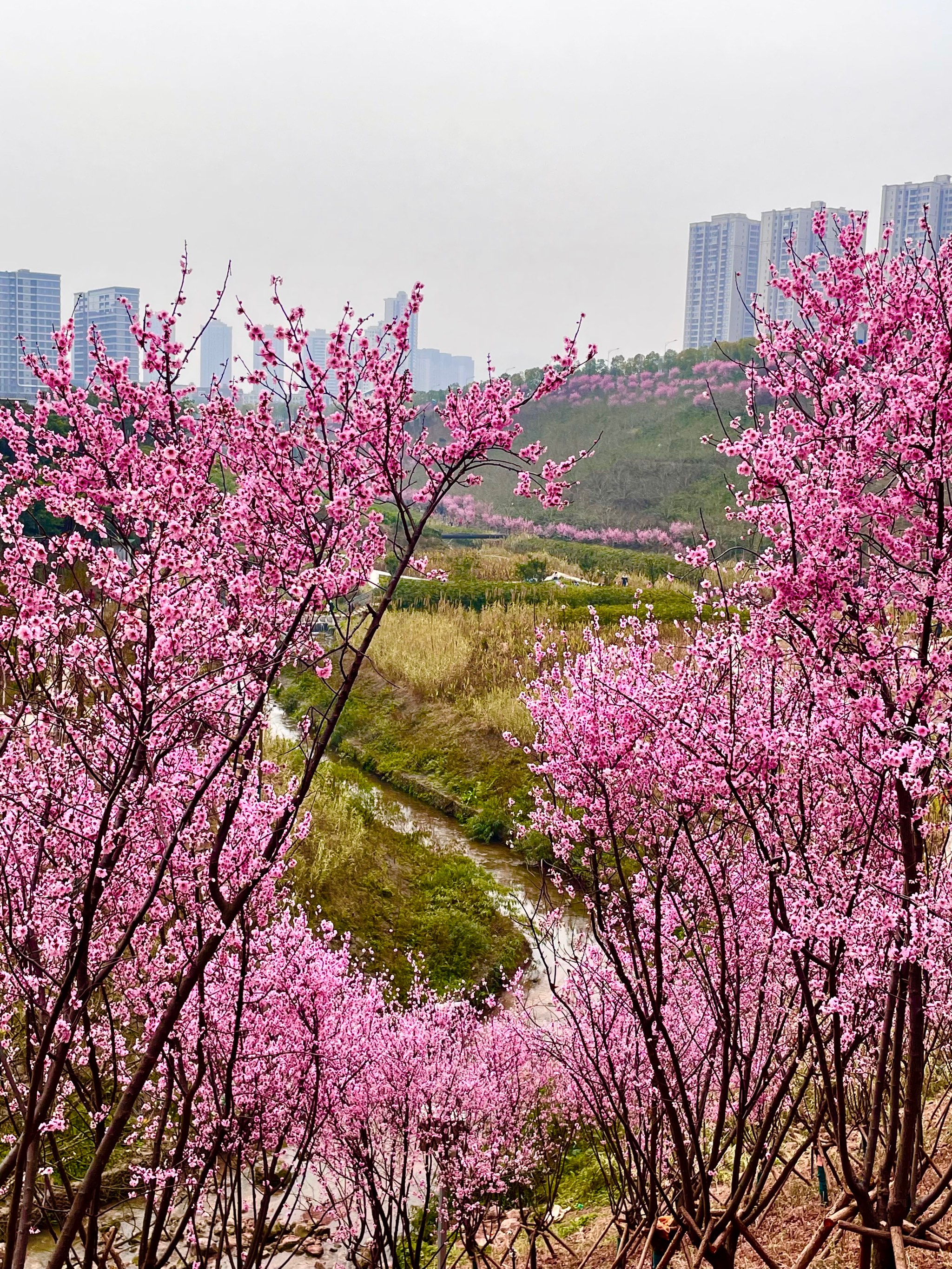 康庄看花图片