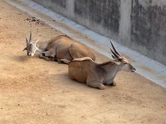 -西霞口神雕山野生动物世界