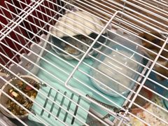 -钓仓鼠(洋桥北里小区店)