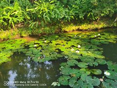 -中国科学院西双版纳热带植物园