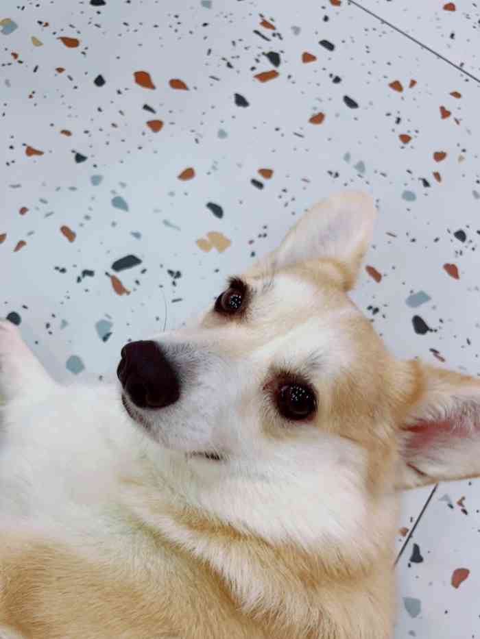 半拉柯基·柯基主题体验馆·休闲狗咖(大悦城c馆店)-"疫情过后,我马上