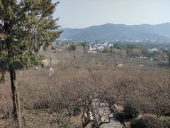 -香雪海
