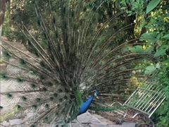 -合肥野生动物园
