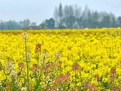 -中国天府农业博览园