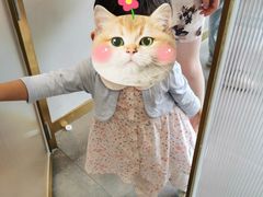 -飞行喵MR PILOT|猫舍·猫咖(静安大融城店)