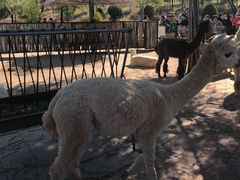 -鄂尔多斯野生动物园