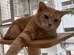 -是阿柴呀！柴犬咖啡·爱喵喵猫咖