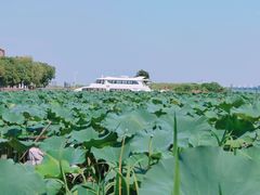 -七的湖·晚芳亭·阳澄湖农家菜·大闸蟹(莲花岛店)