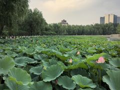 -莲花池公园