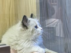 -屋虎猫馆(宝安大仟里店)