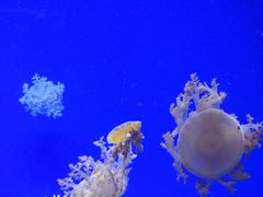 -芜湖新华联大白鲸海洋公园