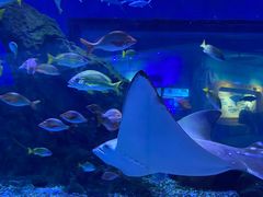-海合安武汉极地海洋公园