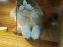 -猫十亿·布偶金渐层·曼基康矮脚猫舍(青年路店)