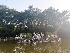 -广州长隆飞鸟乐园
