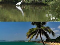-亚龙湾热带天堂森林公园