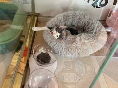 -糯米喵星人总部直营旗舰店·猫舍·幼猫出售