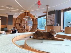 -CAT’S MEWSTAR CAFE·喵星球猫屋(晴湾咖啡店)