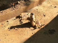 -石家庄市动物园