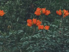 -深圳仙湖植物园
