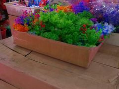 -宝鸡东道花鸟鱼虫市场(吉利花园商场店)