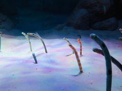 -暹罗海洋世界