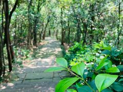 -杭州半山国家森林公园