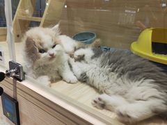 -momokira米努特·德文卷毛猫·棉花面纱犬