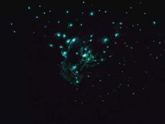 -怀托摩萤火虫洞