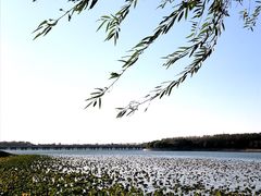 -丁香湖公园