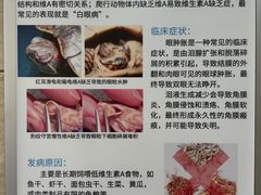 -北京观赏动物医院·24小时大型综合·猫专科·异宠专科