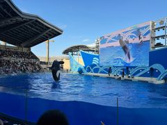 -上海海昌海洋公园