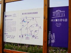 -曲江薰衣草庄园