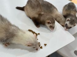 -Moni星球萌宠·小马宝莉·灵蛇·高端高阶全萌宠互动体验俱乐部(红豆国际广场店)