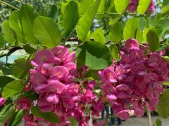 -北京麋鹿生态实验中心