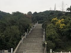 -铁山坪森林公园