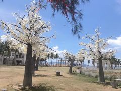 -玫瑰海岸文化旅游度假区