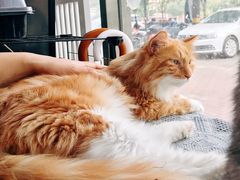 -平行世界·猫咖(首经贸店)