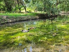 -北京麋鹿生态实验中心