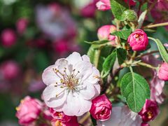 -海棠花溪(元大都城垣遗址公园)