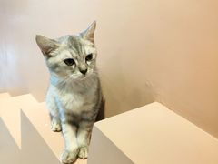 -猫儿山۰猫主题餐厅