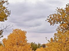 -金塔沙漠胡杨林景区