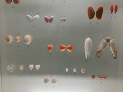 -青岛贝壳博物馆