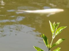 -大理洱海