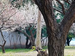 -苏州上方山国家森林公园