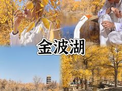 -金塔沙漠胡杨林景区